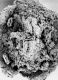 image of Tylerianthus crossmanensis