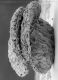 image of Tylerianthus crossmanensis