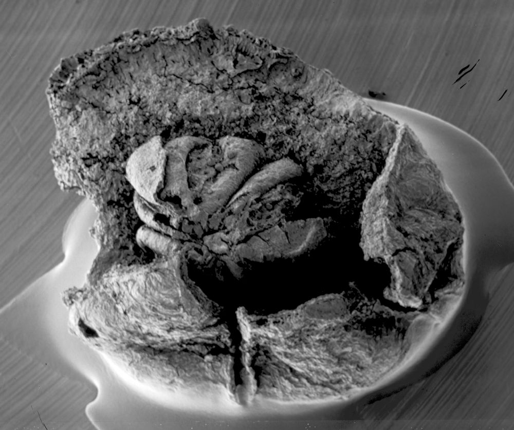 Triuridaceae Mabelia archaia