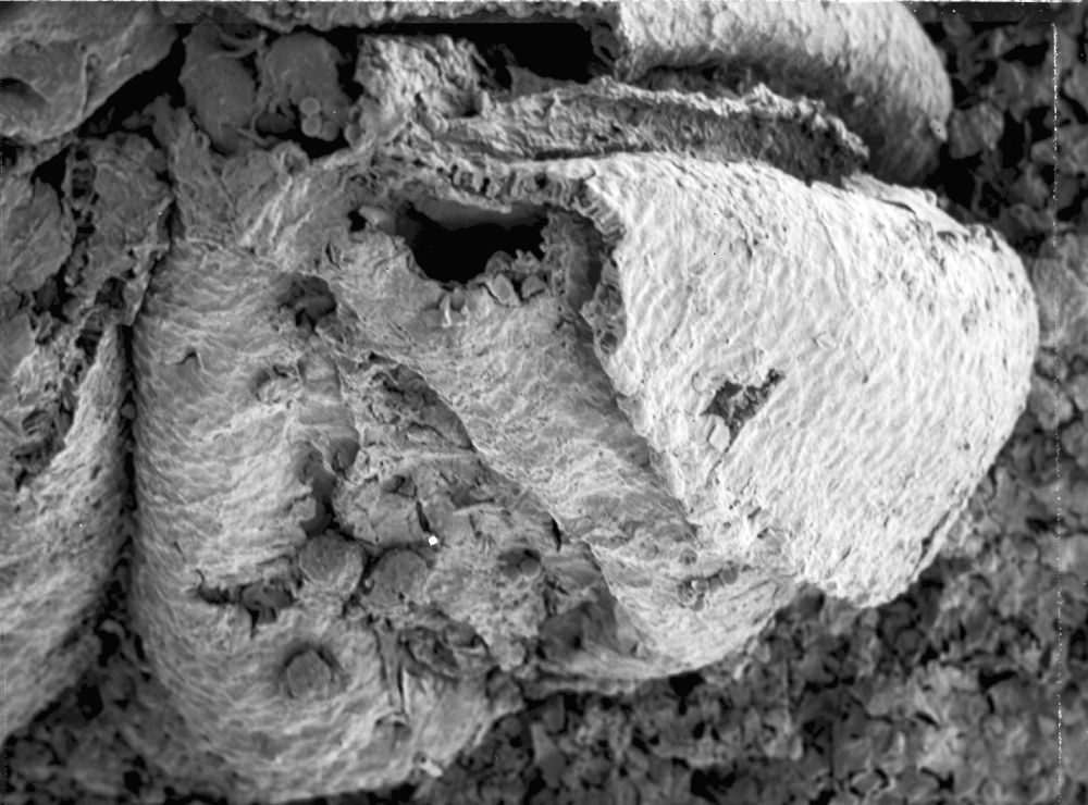 Triuridaceae Mabelia archaia