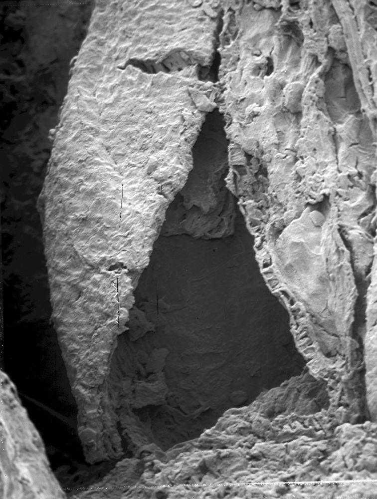 Triuridaceae Mabelia archaia