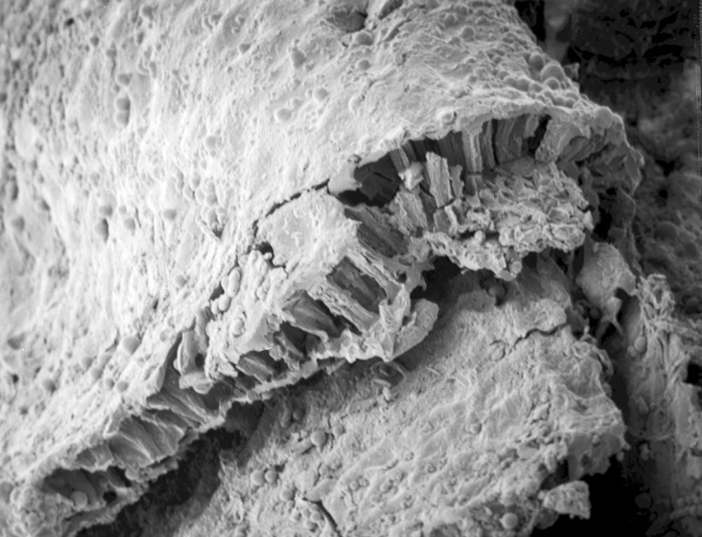 Triuridaceae Mabelia archaia