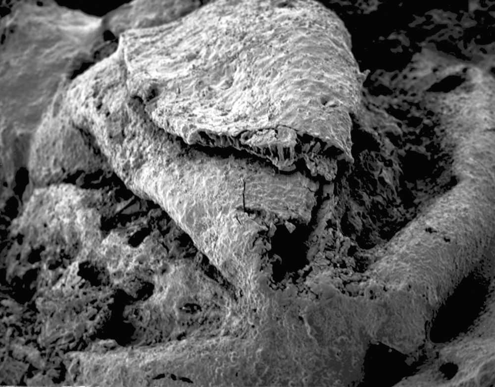 Triuridaceae Mabelia archaia