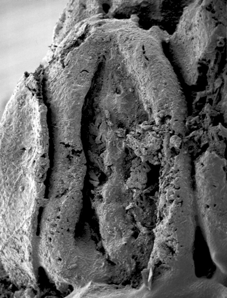 Triuridaceae Mabelia archaia