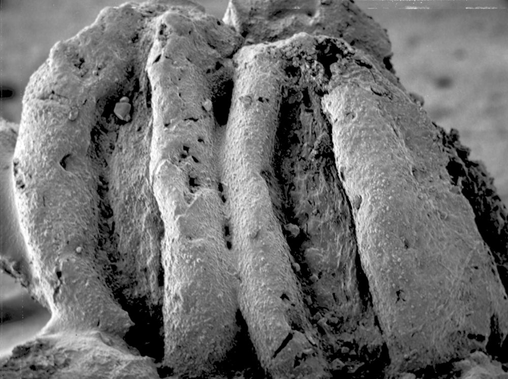 Triuridaceae Mabelia archaia