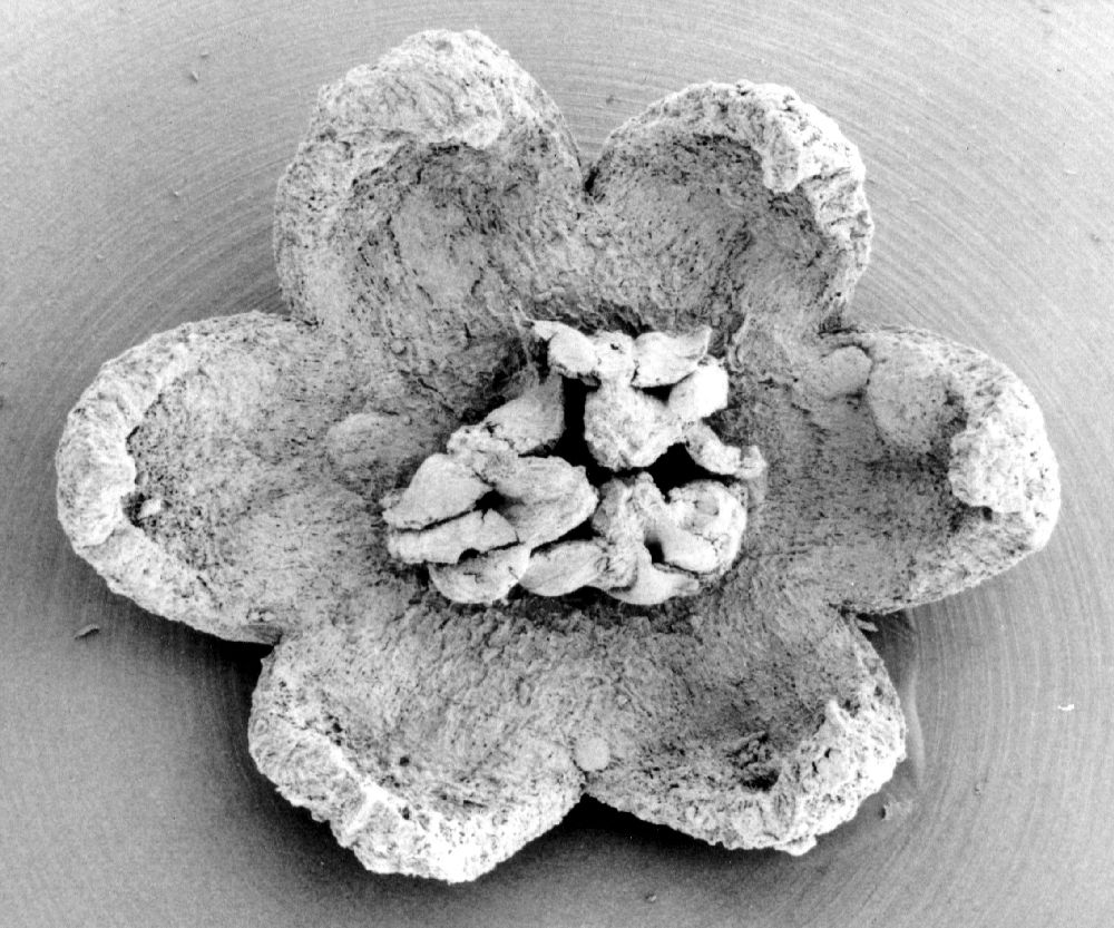 Triuridaceae Mabelia archaia