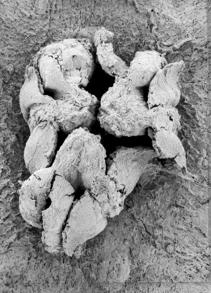 Triuridaceae Mabelia archaia