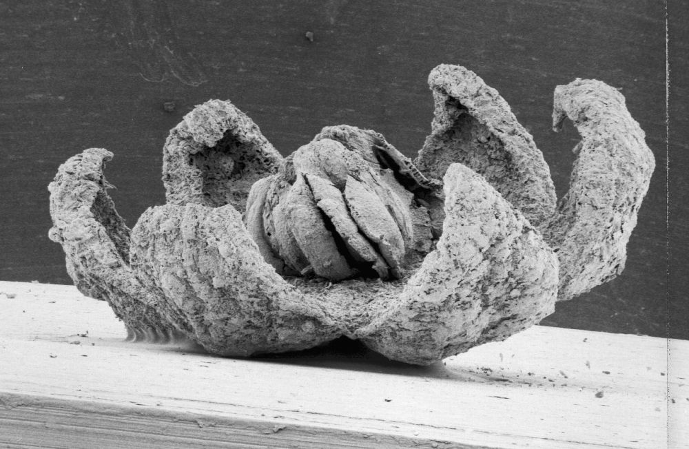 Triuridaceae Mabelia archaia