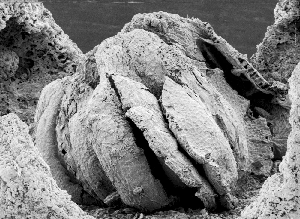 Triuridaceae Mabelia archaia