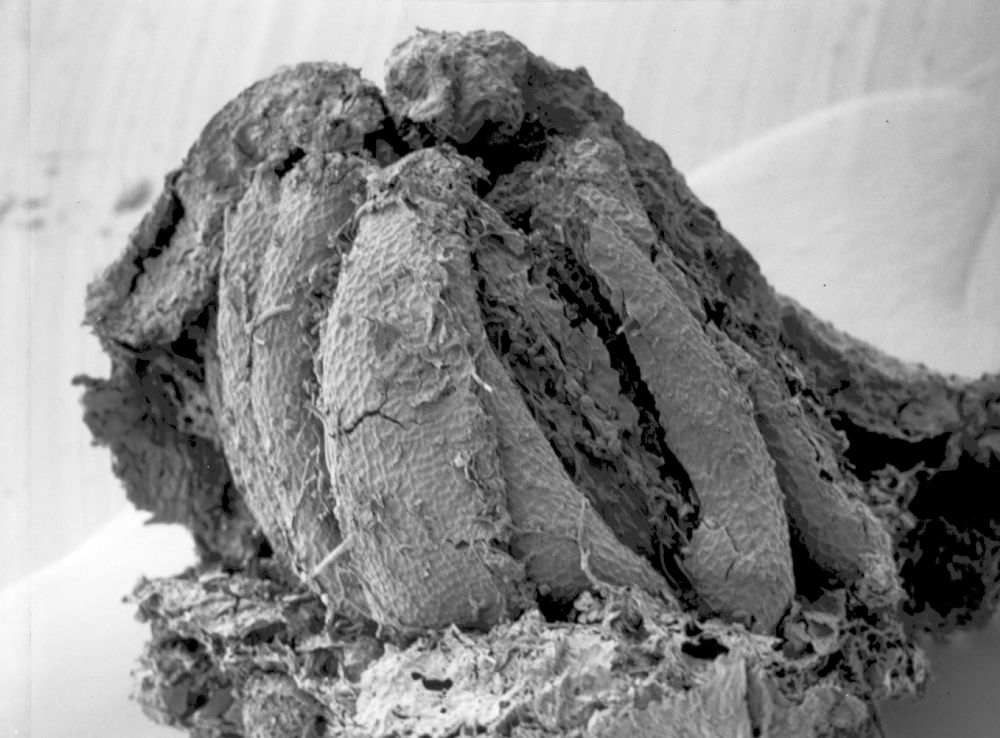 Triuridaceae Mabelia archaia