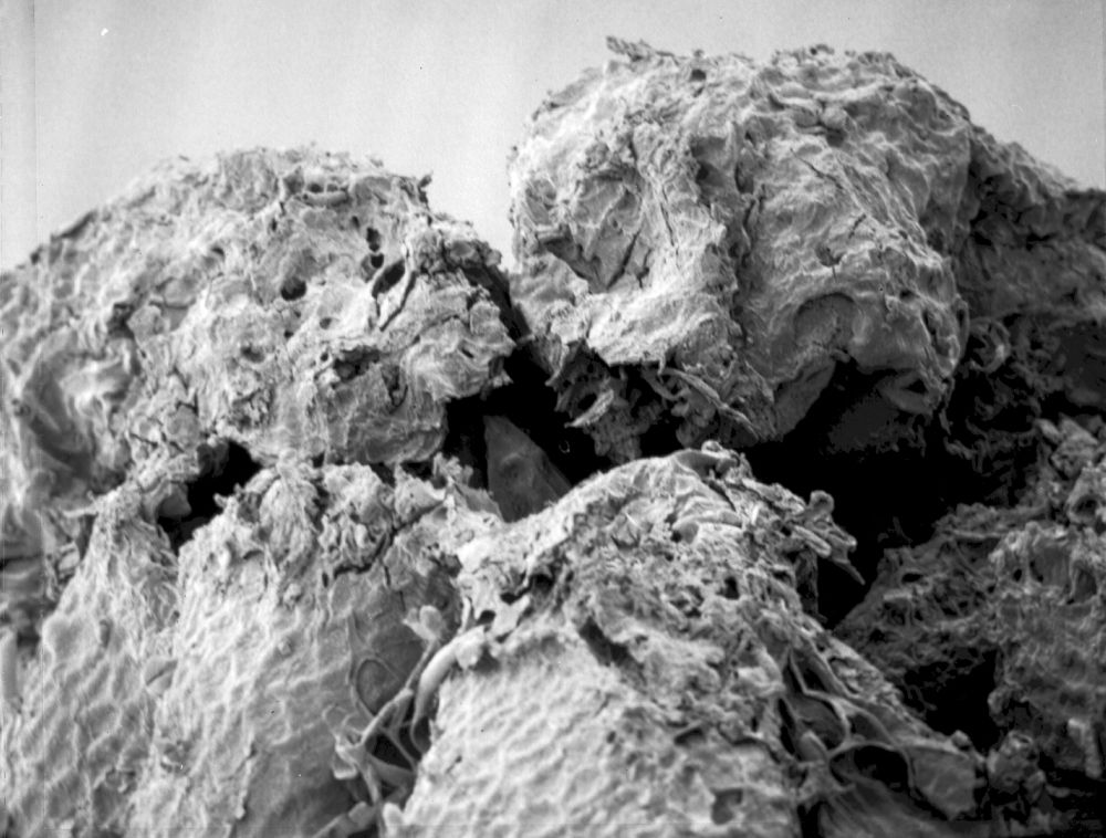 Triuridaceae Mabelia archaia