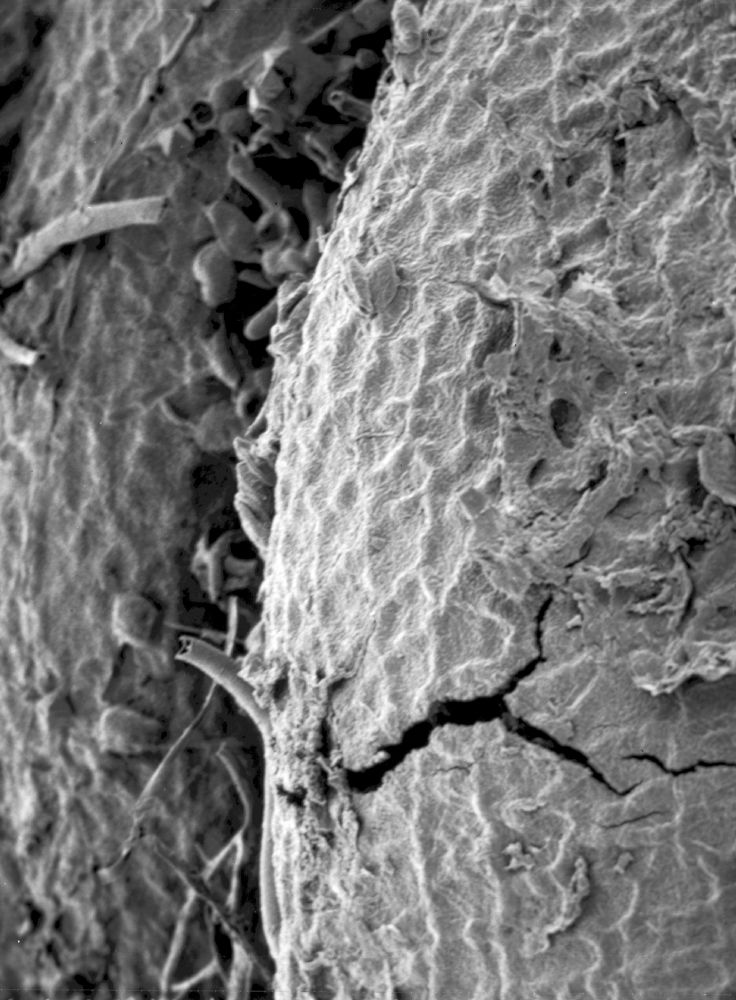 Triuridaceae Mabelia archaia