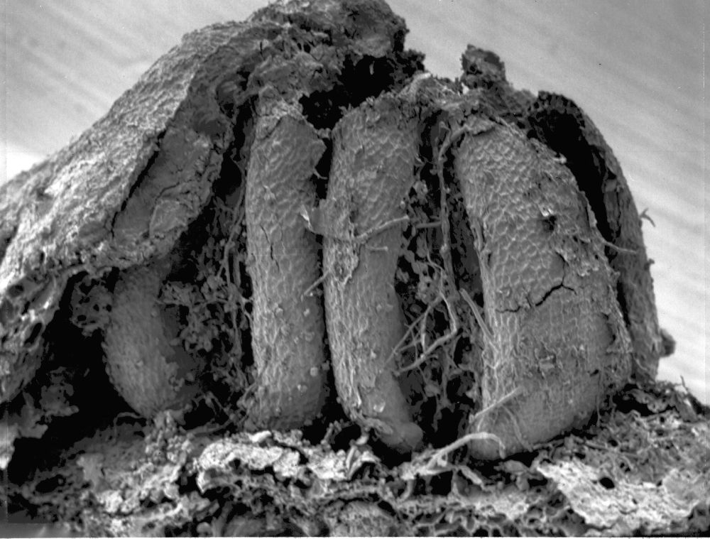 Triuridaceae Mabelia archaia