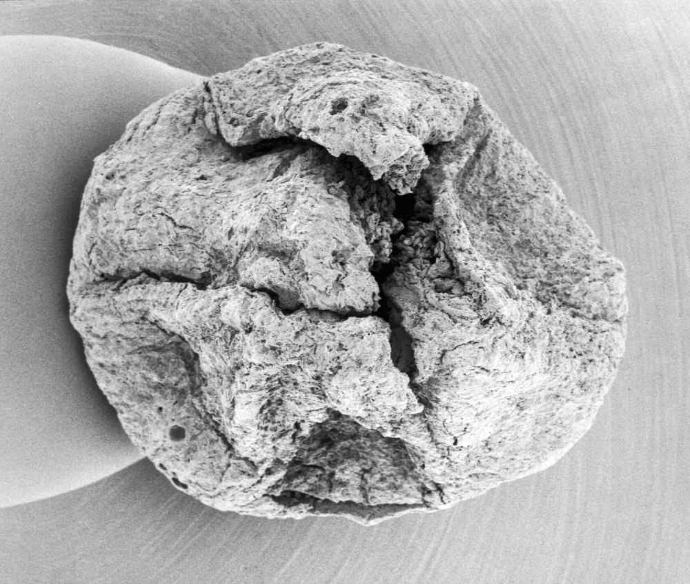 Triuridaceae Mabelia archaia