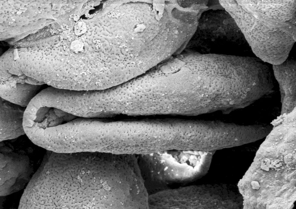 Triuridaceae Mabelia archaia