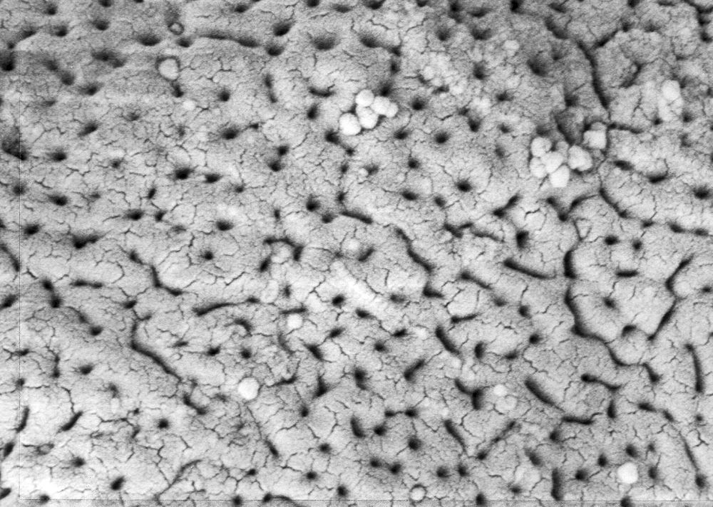 Triuridaceae Mabelia archaia