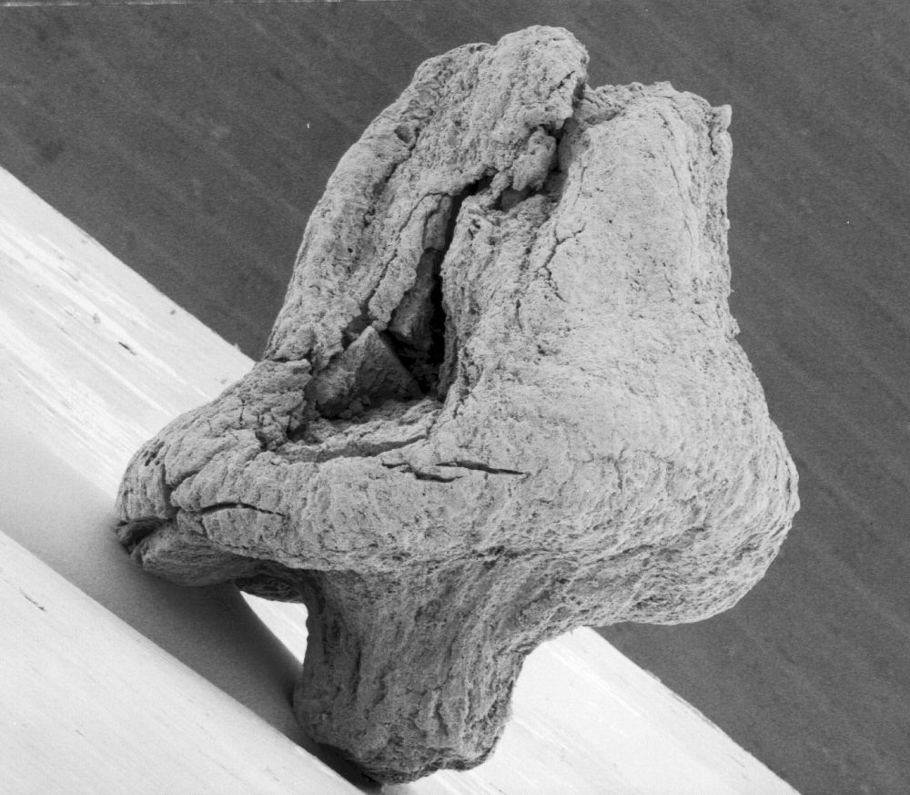 Triuridaceae Mabelia archaia