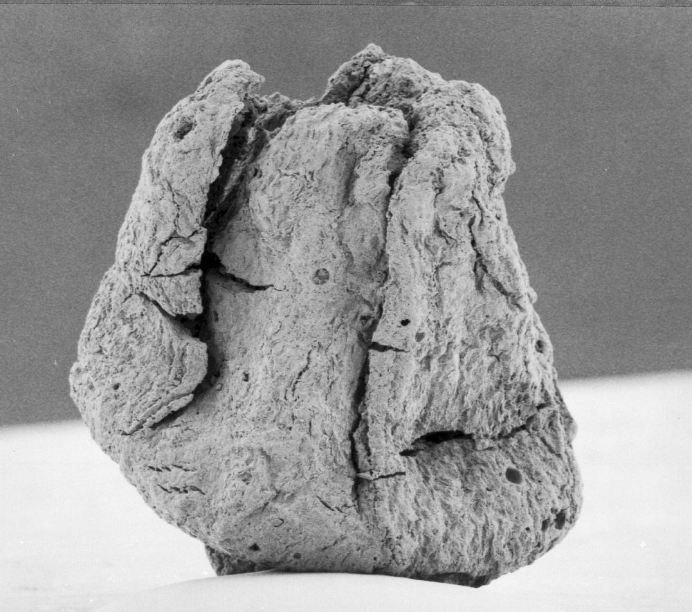 Triuridaceae Mabelia archaia