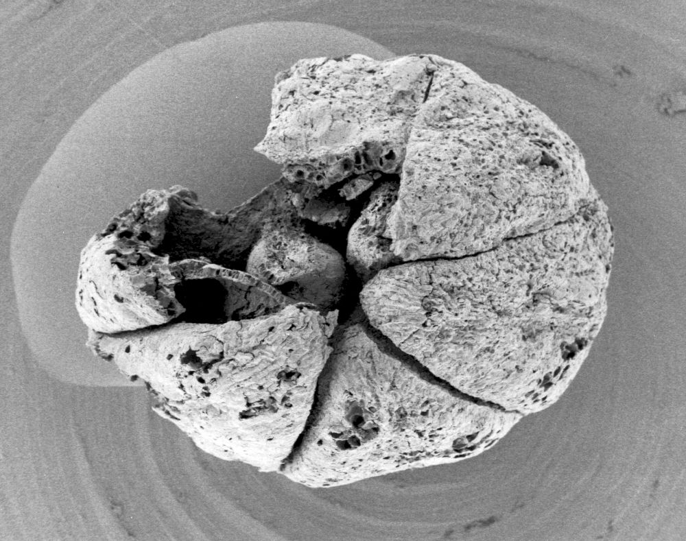 Triuridaceae Mabelia archaia