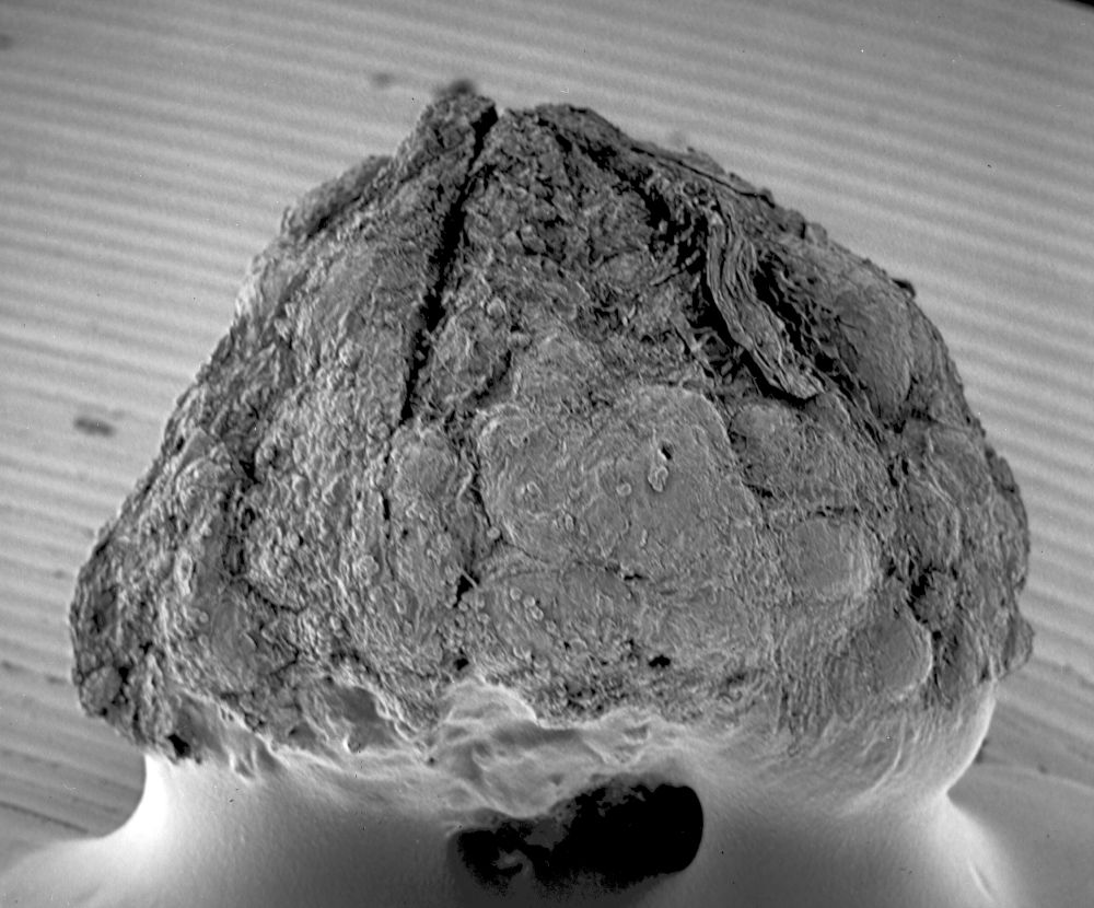 Triuridaceae Mabelia archaia