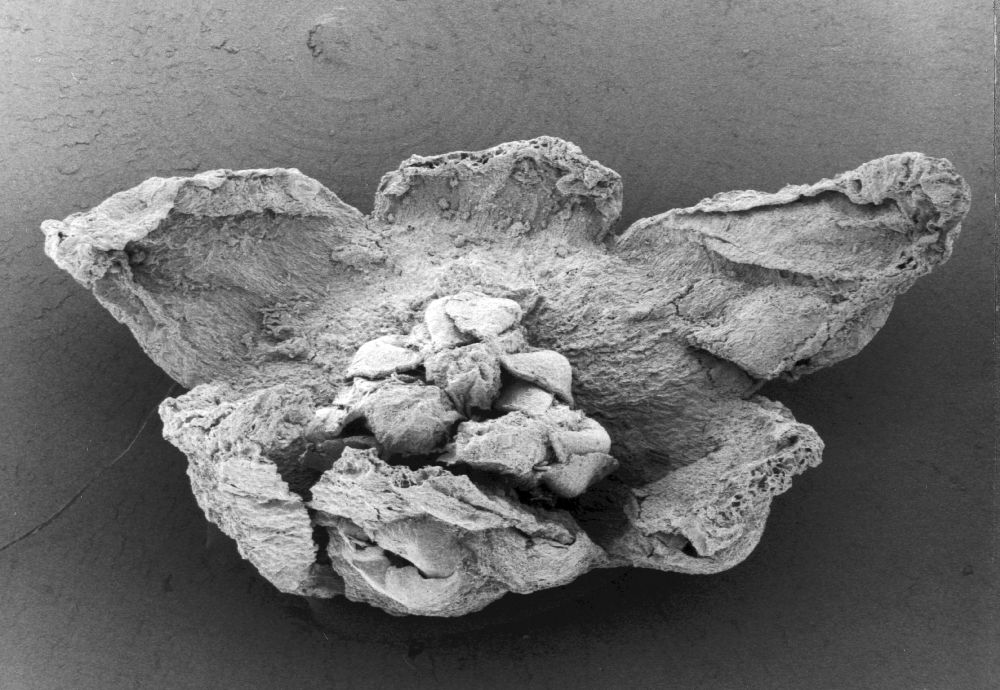 Triuridaceae Mabelia archaia