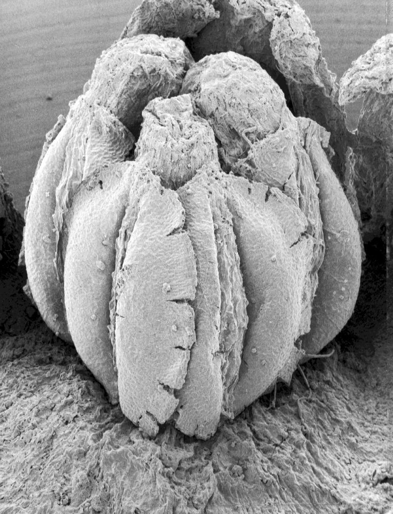 Triuridaceae Mabelia archaia