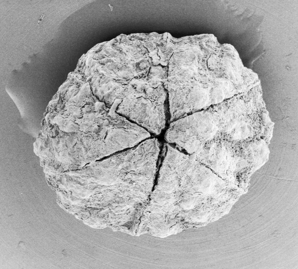 Triuridaceae Mabelia archaia