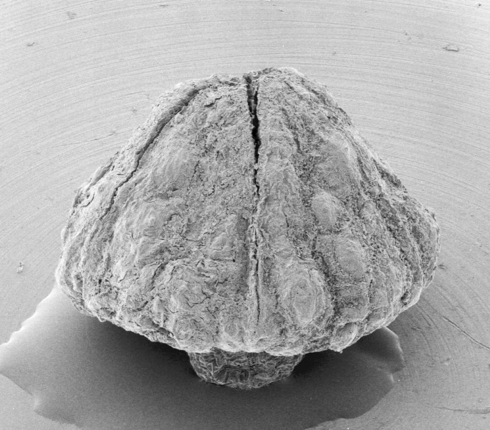 Triuridaceae Mabelia archaia