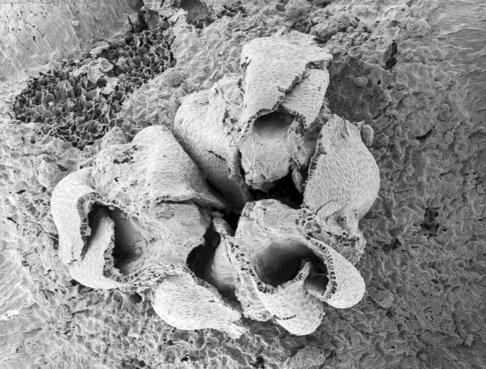 Triuridaceae Mabelia archaia