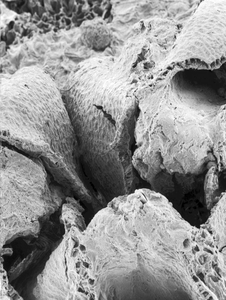 Triuridaceae Mabelia archaia