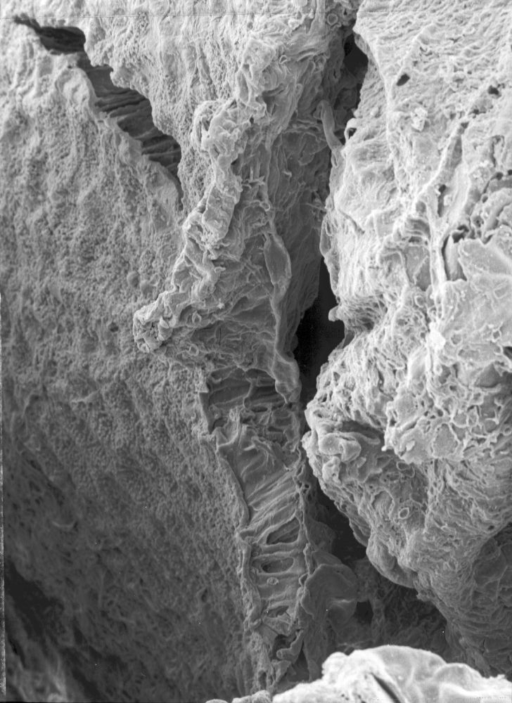 Triuridaceae Mabelia archaia