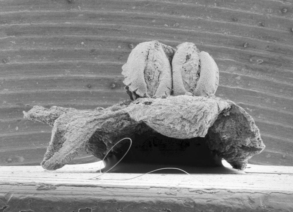 Triuridaceae Mabelia archaia