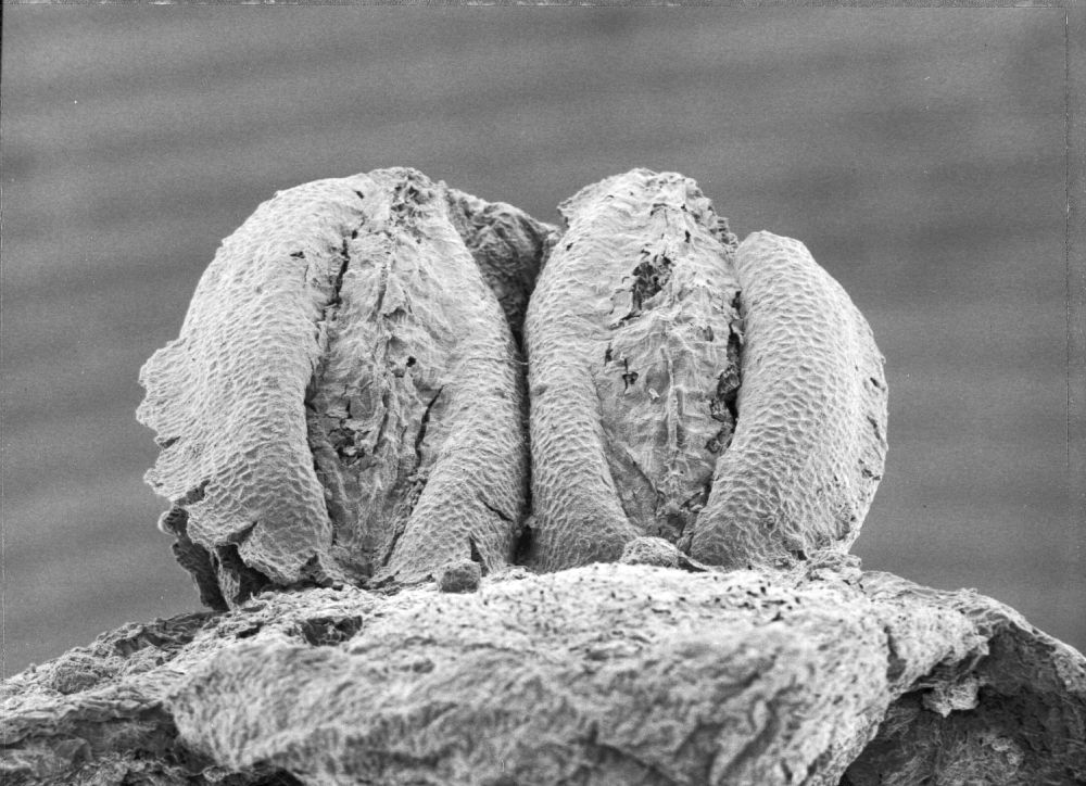 Triuridaceae Mabelia archaia