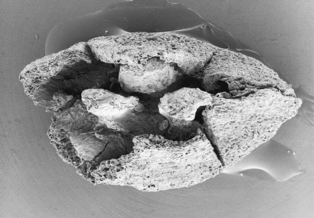 Triuridaceae Mabelia archaia