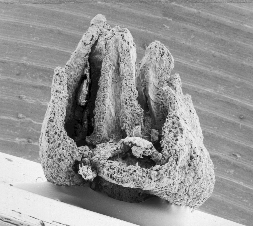 Triuridaceae Mabelia archaia