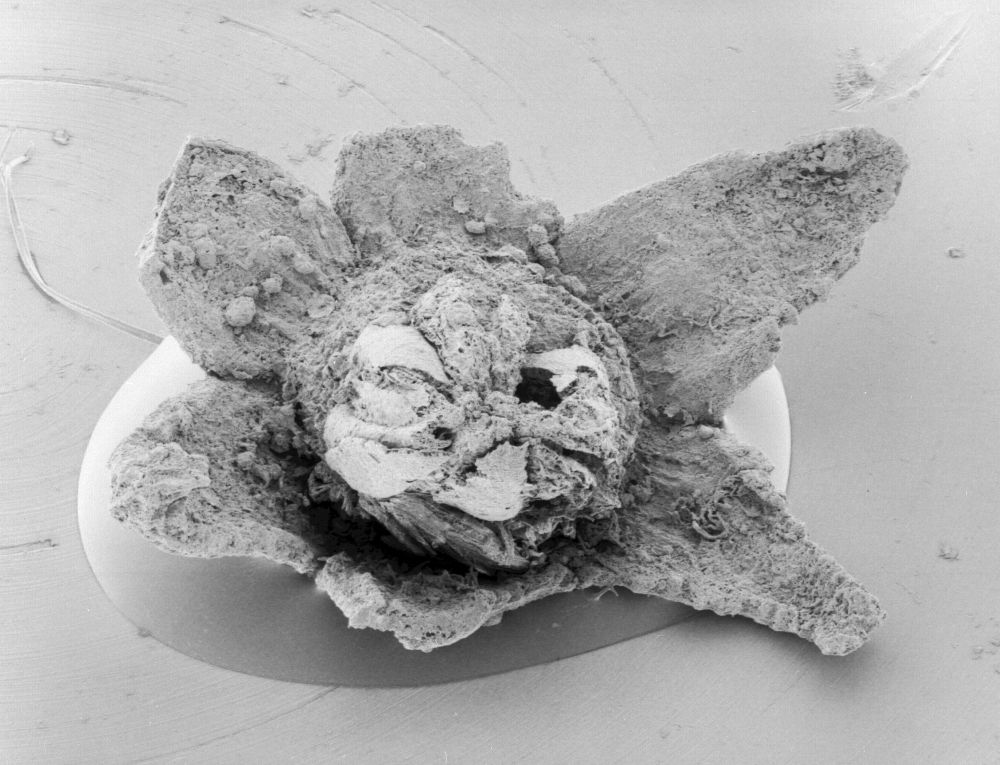 Triuridaceae Mabelia archaia