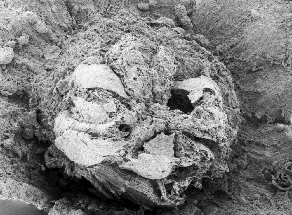 Triuridaceae Mabelia archaia