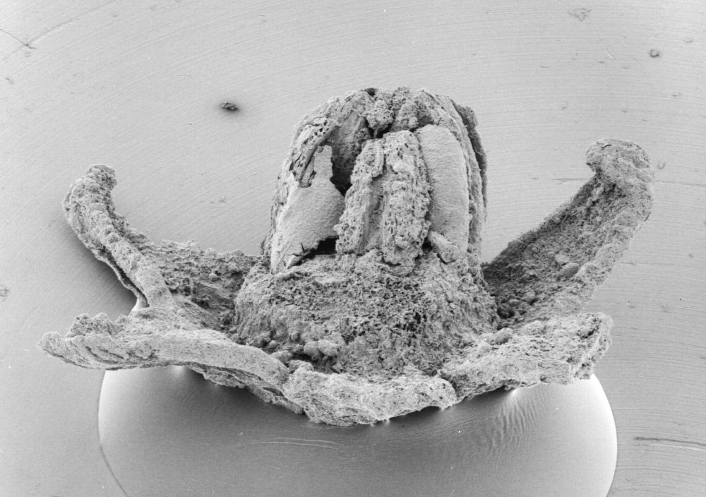 Triuridaceae Mabelia archaia