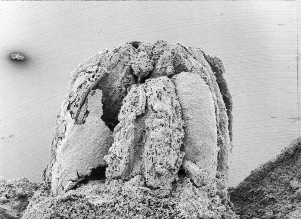 Triuridaceae Mabelia archaia