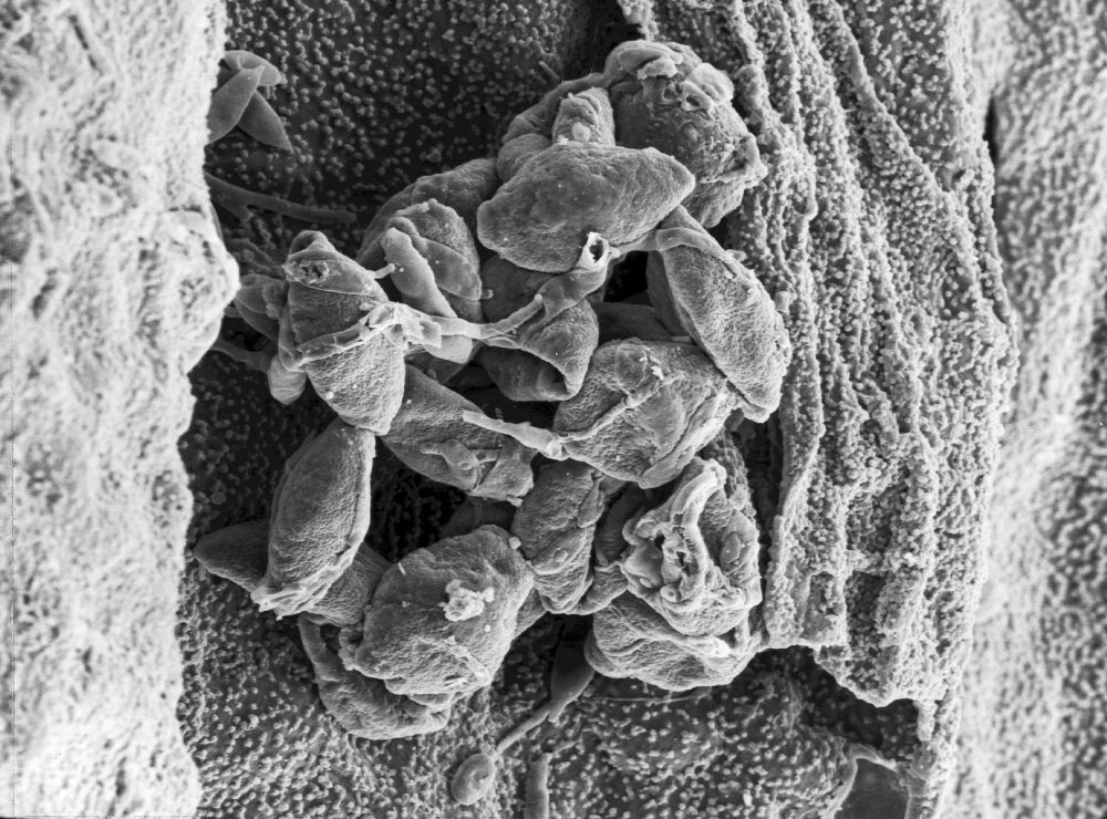 Triuridaceae Mabelia archaia