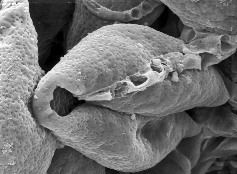 Triuridaceae Mabelia archaia