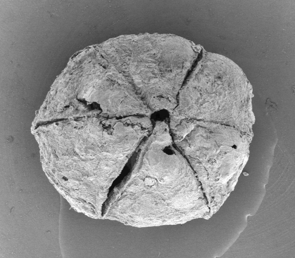 Triuridaceae Mabelia archaia