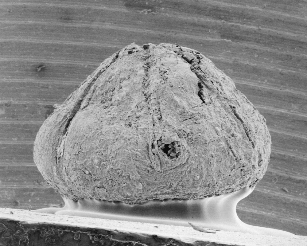 Triuridaceae Mabelia archaia