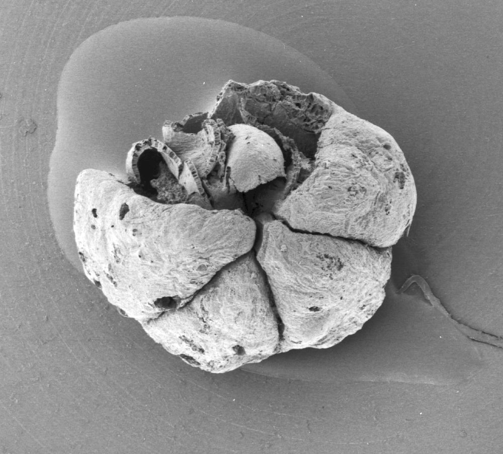 Triuridaceae Mabelia archaia