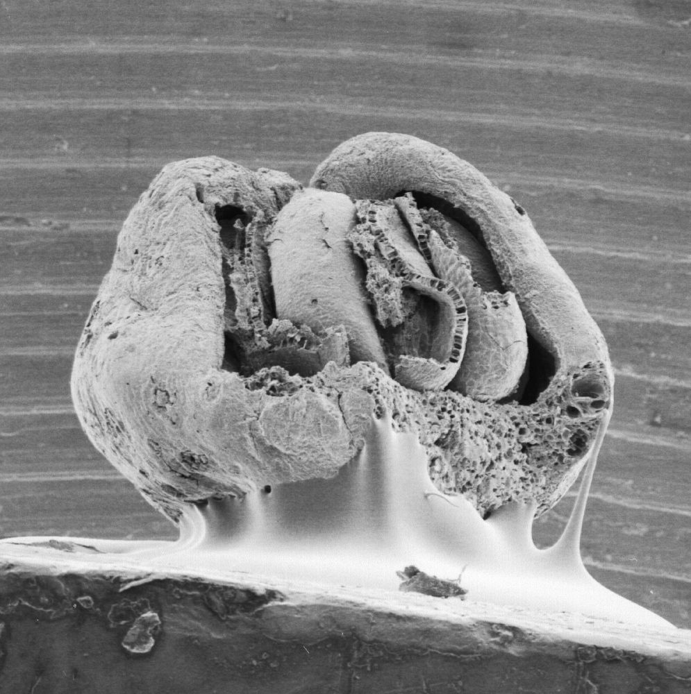 Triuridaceae Mabelia archaia