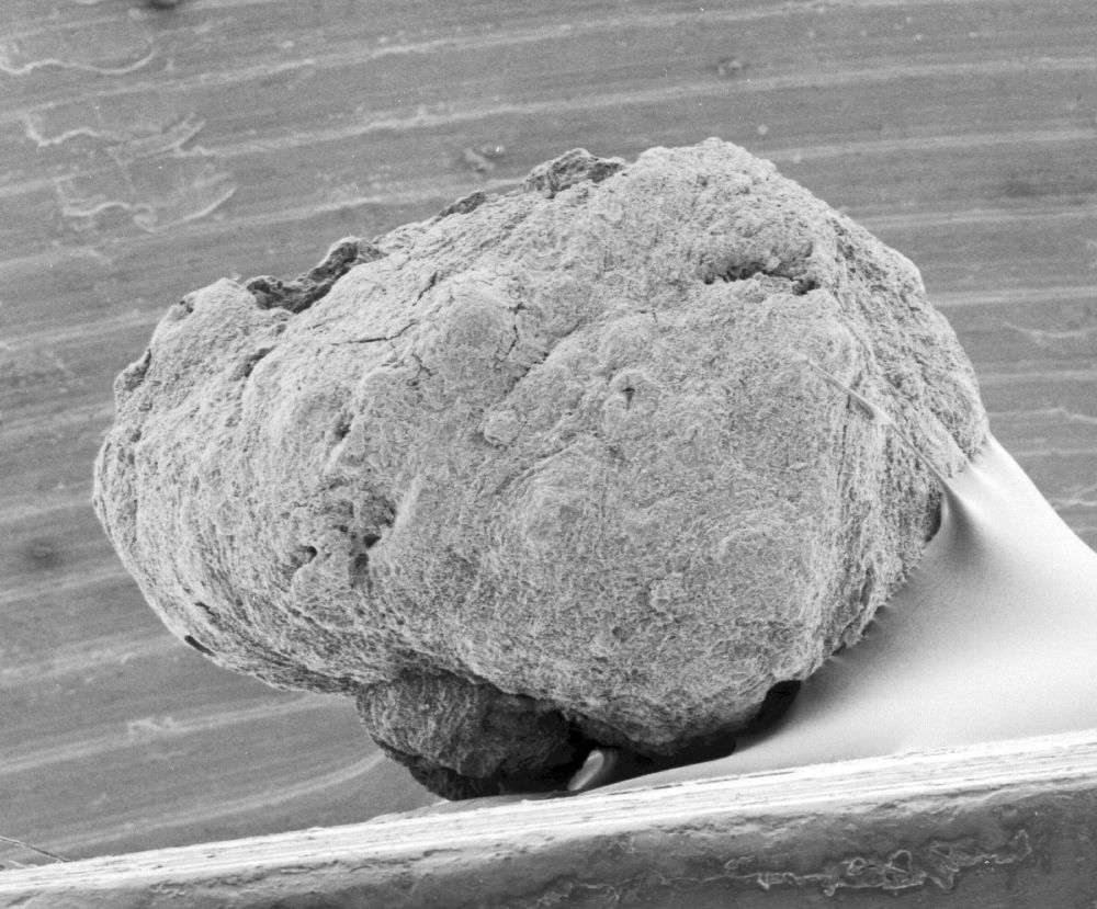 Triuridaceae Mabelia archaia