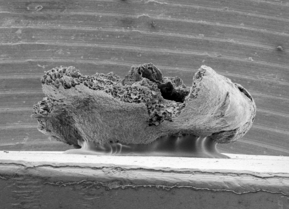 Triuridaceae Mabelia archaia