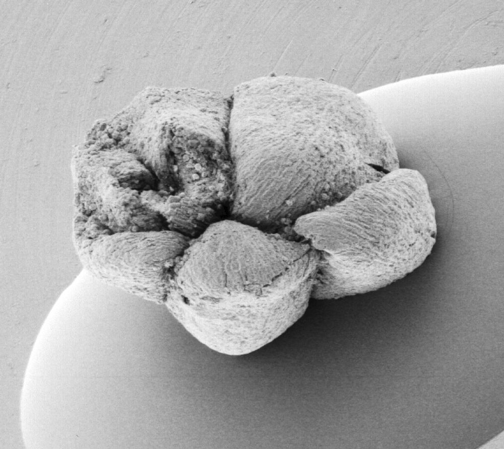 Triuridaceae Mabelia archaia