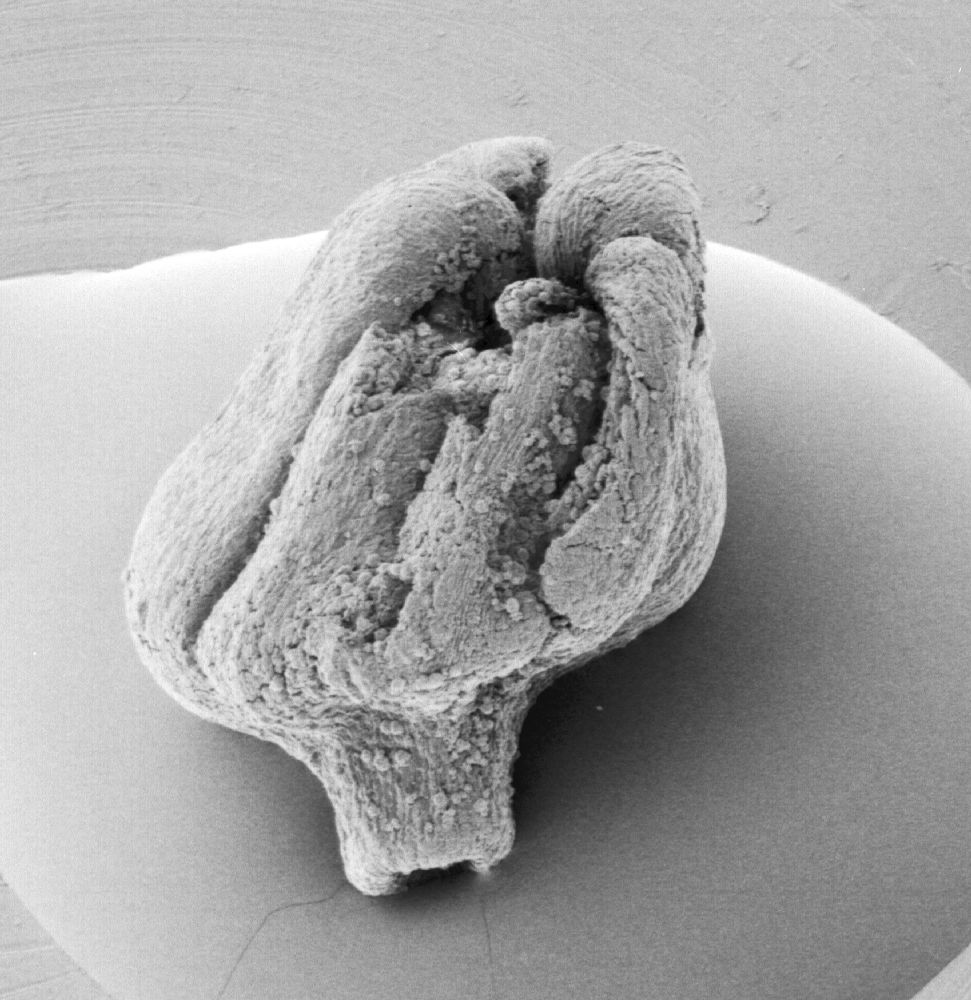 Triuridaceae Mabelia archaia