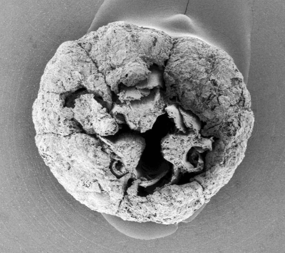 Triuridaceae Mabelia archaia